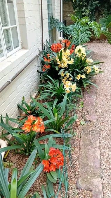 Colourful clivia flower bed along a building wall