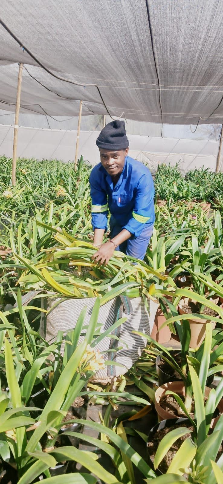 Thibos Garden Services team member tending to plants in the nursery