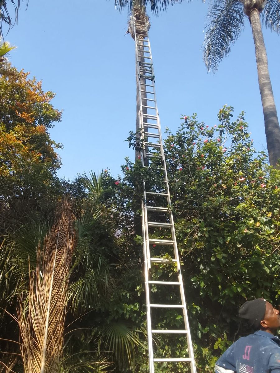 Tall ladder reaching up a palm tree for cleaning and maintenance