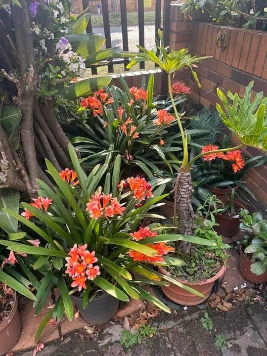 Lush potted clivia plants in full bloom